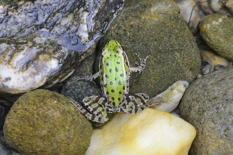 ID Rana - Pelophylax cf. kl. esculentus (prov. Torino)